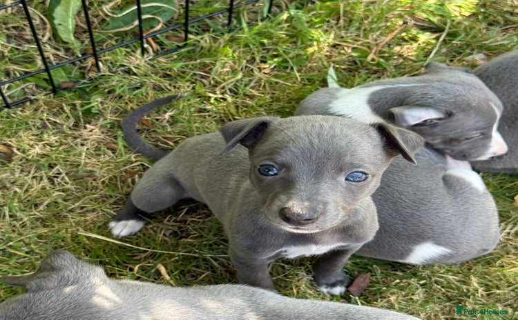 Whippet dogs - Advert 1