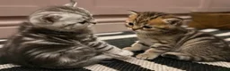Exotic cats for sale: Exotic Shorthair Cross Kittens - Advert 2