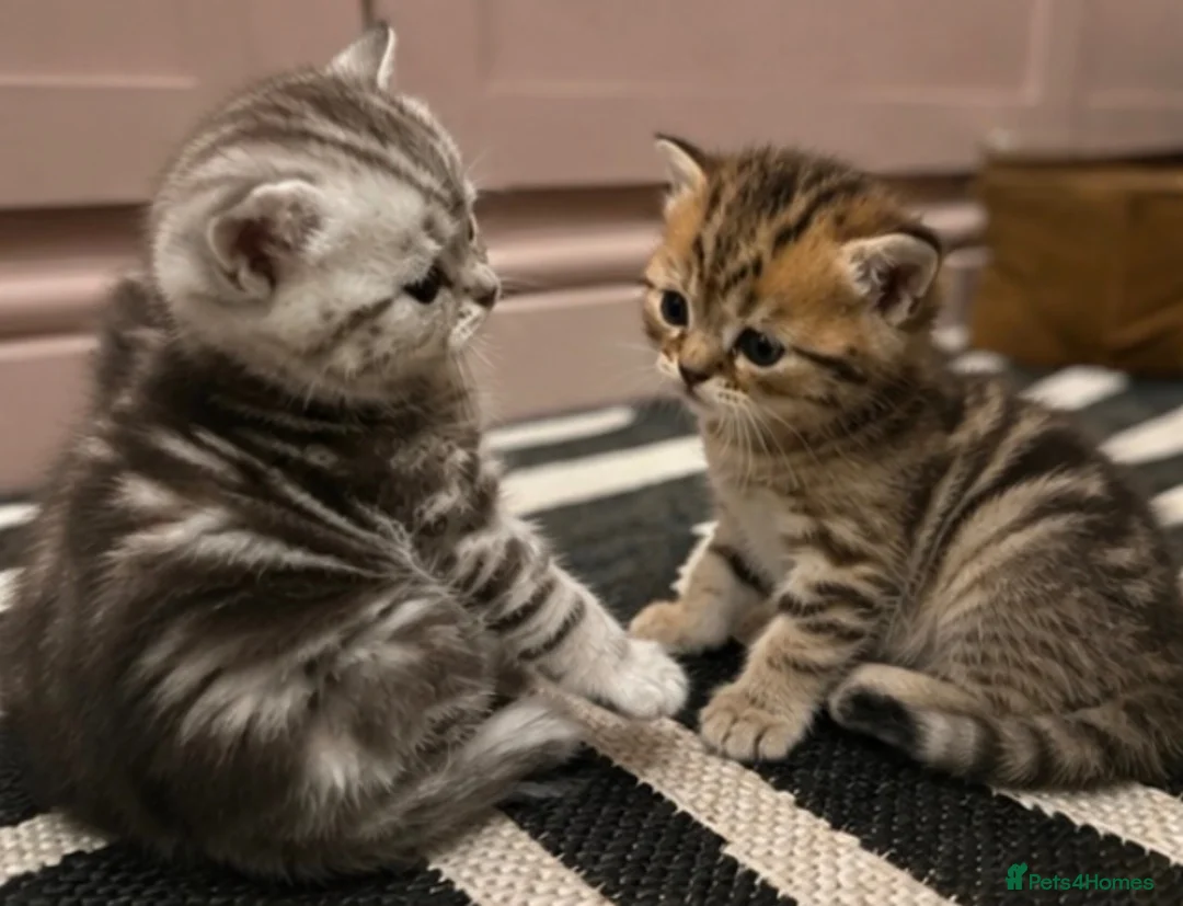 Exotic cats for sale: Exotic Shorthair Cross Kittens - Advert 2