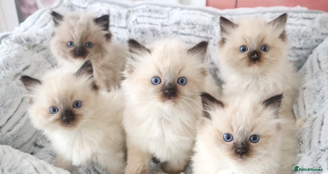 Ragdoll cats for sale: INDOOR FULL PEDIGREE RAGDOLL KITTENS - Image 3