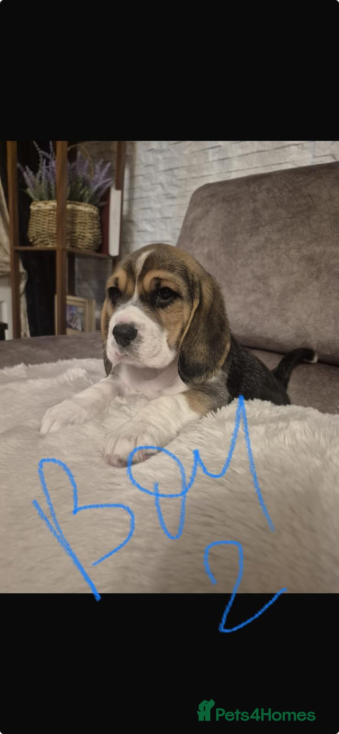Beagle dogs for sale: Gorgeous tricolor beagles puppy - Advert 6