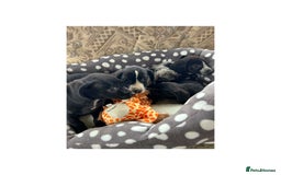 Cocker Spaniel dogs for sale: Beautiful Cocker Spaniel Puppies ❤️ - Image 5