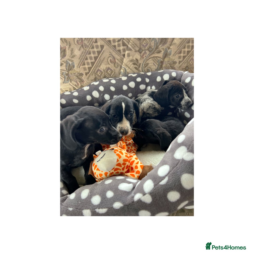 Cocker Spaniel dogs for sale: Beautiful Cocker Spaniel Puppies ❤️ - Image 5