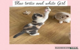 British Shorthair cats for sale: Beautiful GCCF British shorthair kittens - Image 12