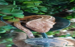Gecko reptiles for sale: Breeding crested geckos and enclosure  - Image 4