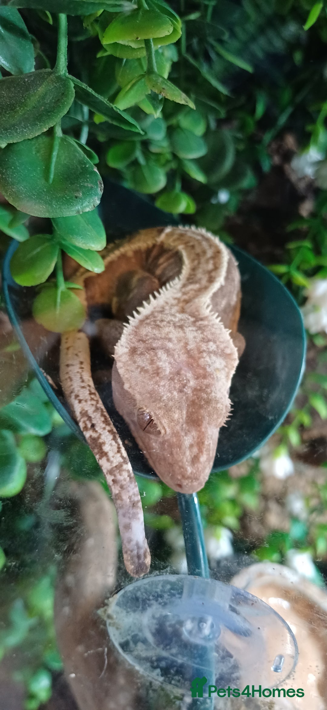 Gecko reptiles for sale: Breeding crested geckos and enclosure  - Image 4