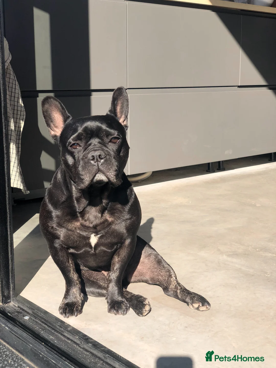 French Bulldog dogs for sale: Ralph French bulldog, rehoming  - Advert 2
