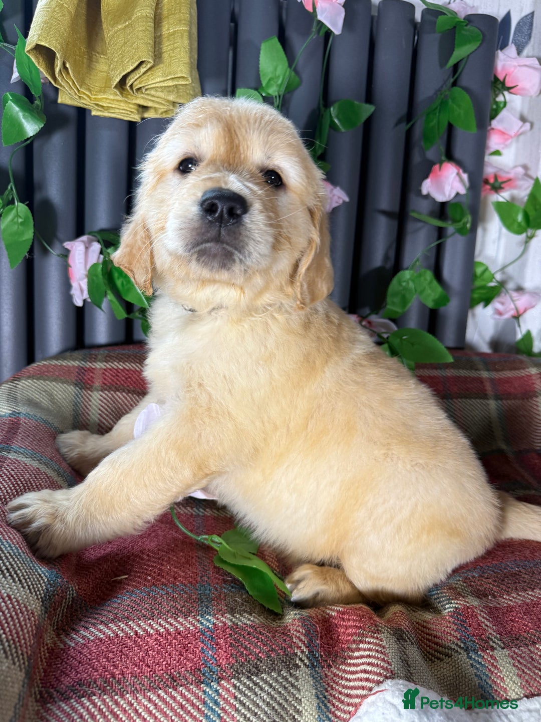 Golden Retriever dogs for sale: Handsome male golden retriever puppies for sale - Image 10