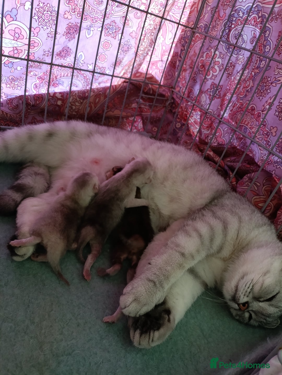 British Shorthair cats for sale: Scottish Fold and Straight kittens  - Image 36