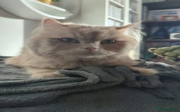 Persian cats for adoption: SIMBA TYPICAL PERSIAN BOY BEAUTIFUL MEDIUM ENERGY  - Image 3