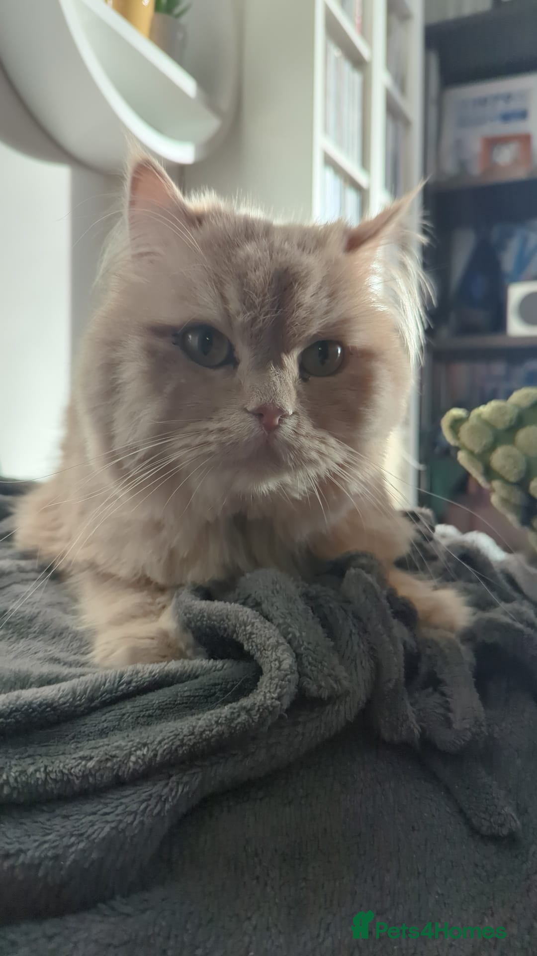 Persian cats for adoption: SIMBA TYPICAL PERSIAN BOY BEAUTIFUL MEDIUM ENERGY  - Image 3