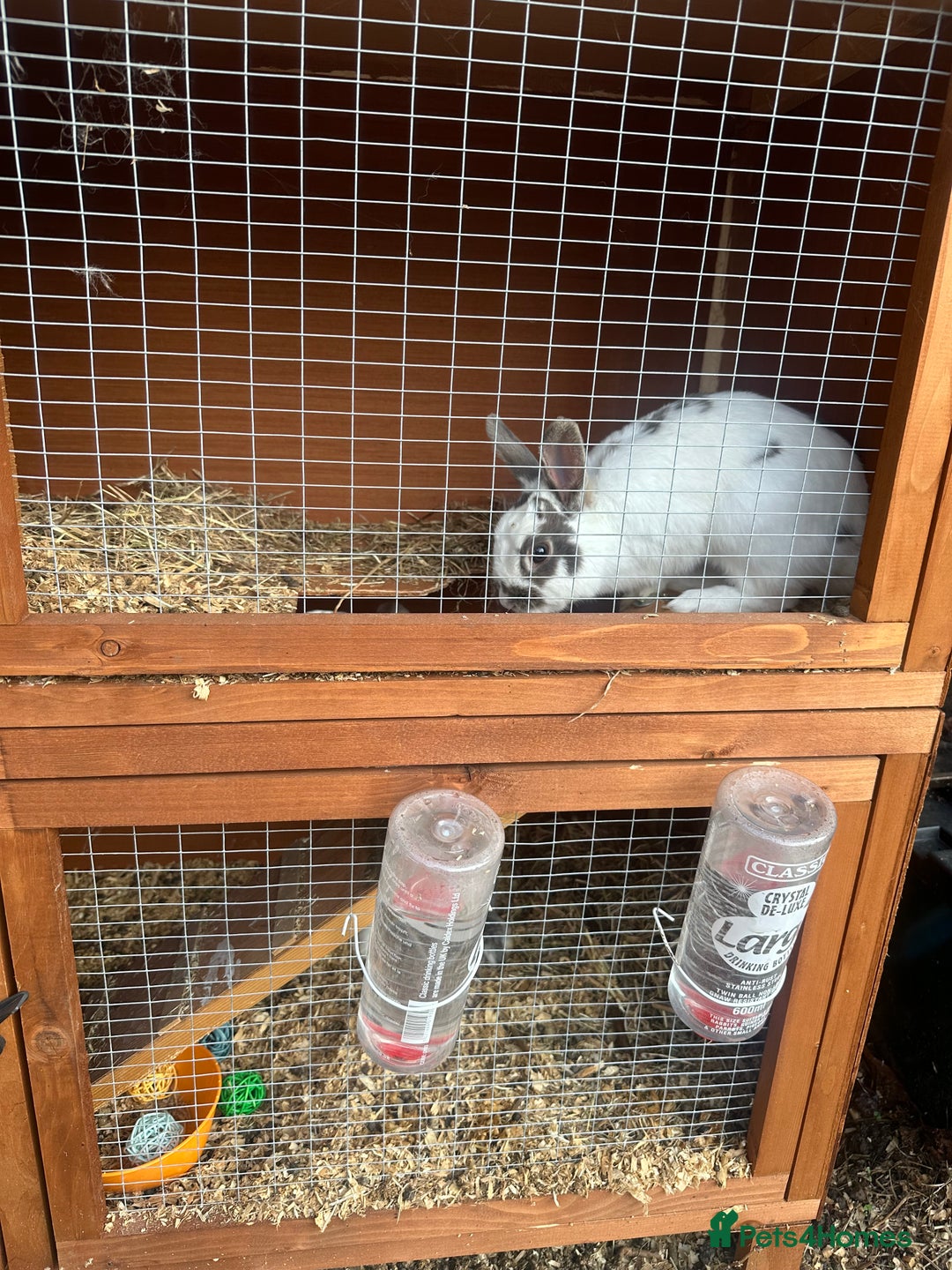 Netherland Dwarf rabbits for sale: 2 Rabbits and hutch for sale  - Image 1