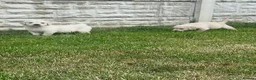 Golden Retriever dogs for sale: Quality golden retrievers  - Advert 24