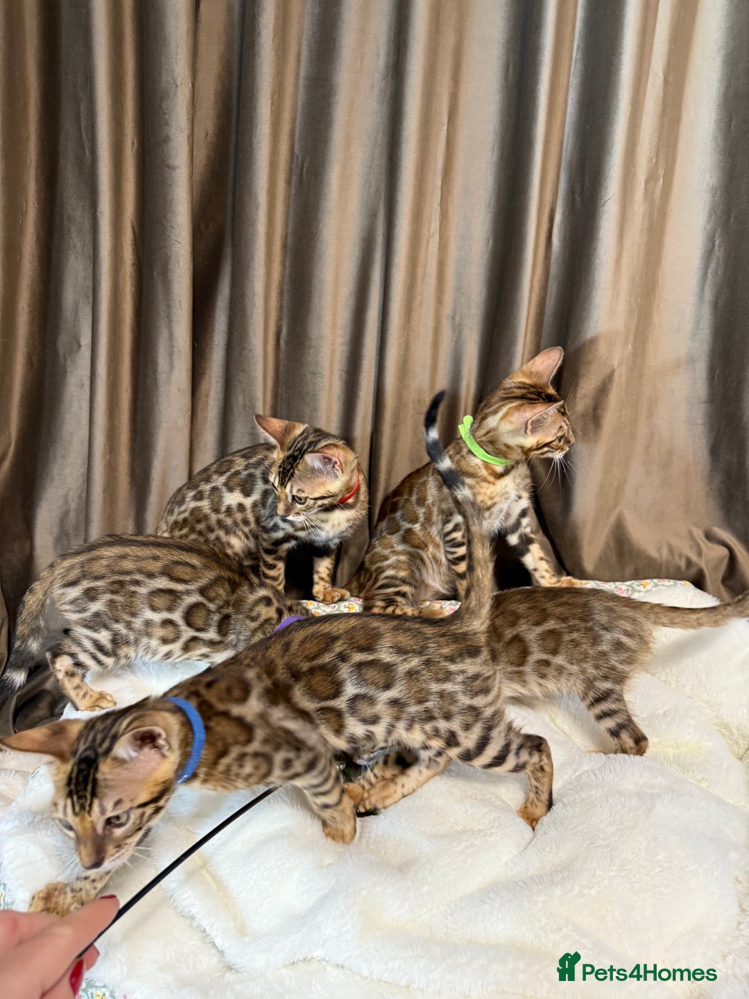 Bengal cats for sale: Adorable Bengal kittens - Image 15