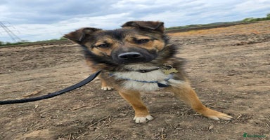 Mixed Breed dogs - Advert 1