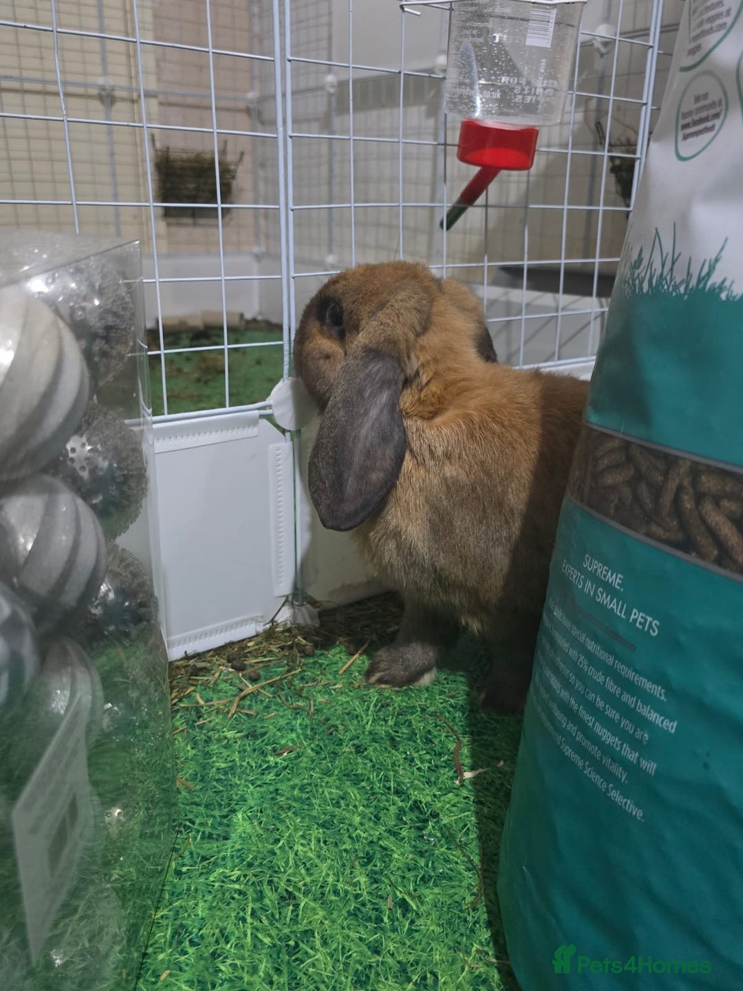 English Lop rabbits for sale: 2 male rabbits who are brothers - Advert 7