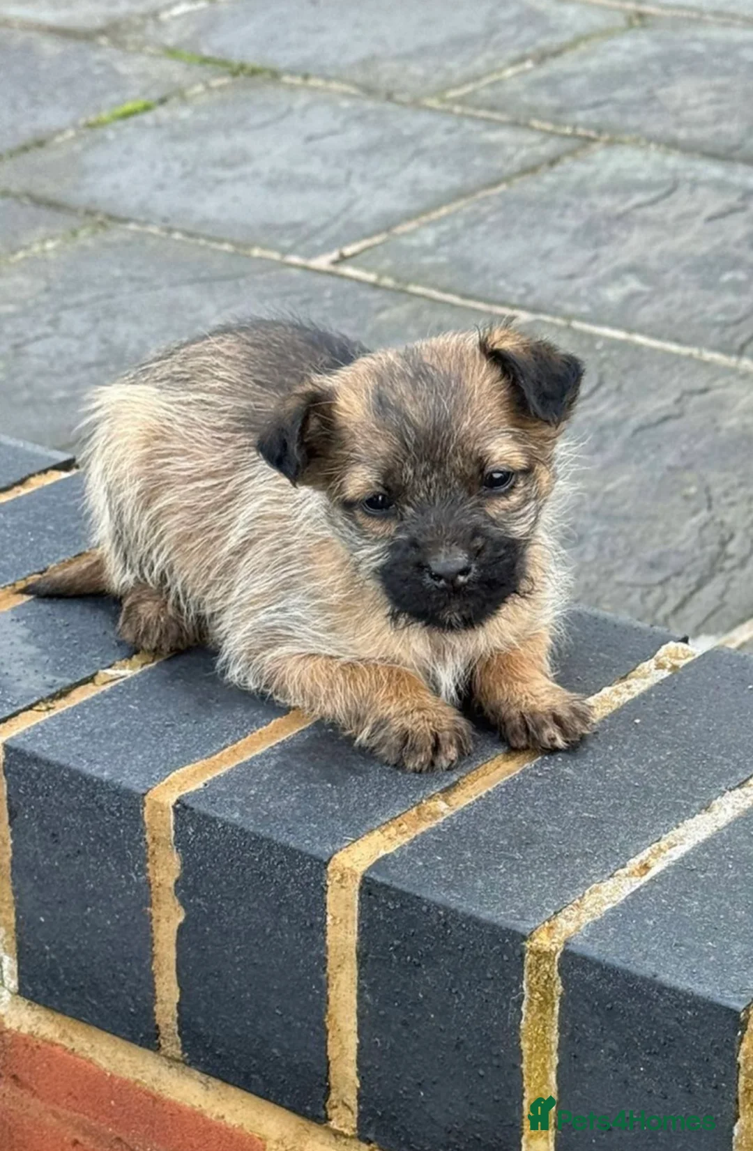 Shih Tzu dogs for sale: Beautiful puppies for sale  - Advert 2