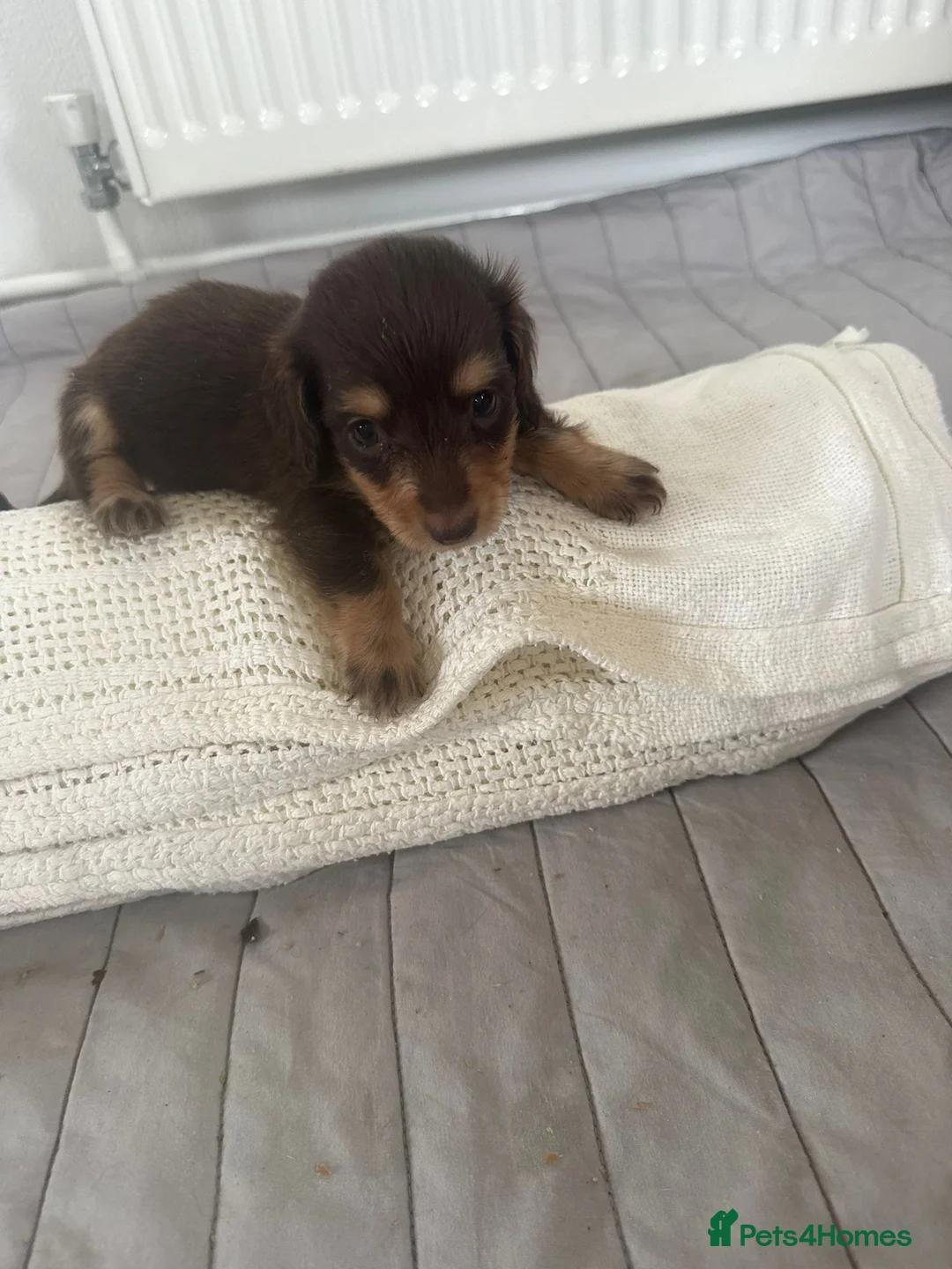 Miniature Dachshund dogs for sale: minature long haired dachshund puppies available  - Advert 7