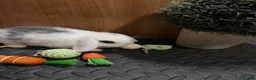 Mini Lop rabbits for sale: Minilop babies (2 girls & 2 boys)  - Advert 34