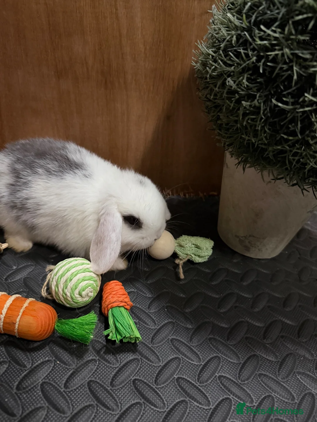 Mini Lop rabbits for sale: Minilop babies (2 girls & 2 boys)  - Advert 34