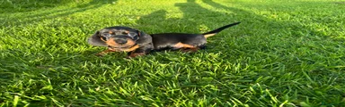 Dachshund Puppy 1