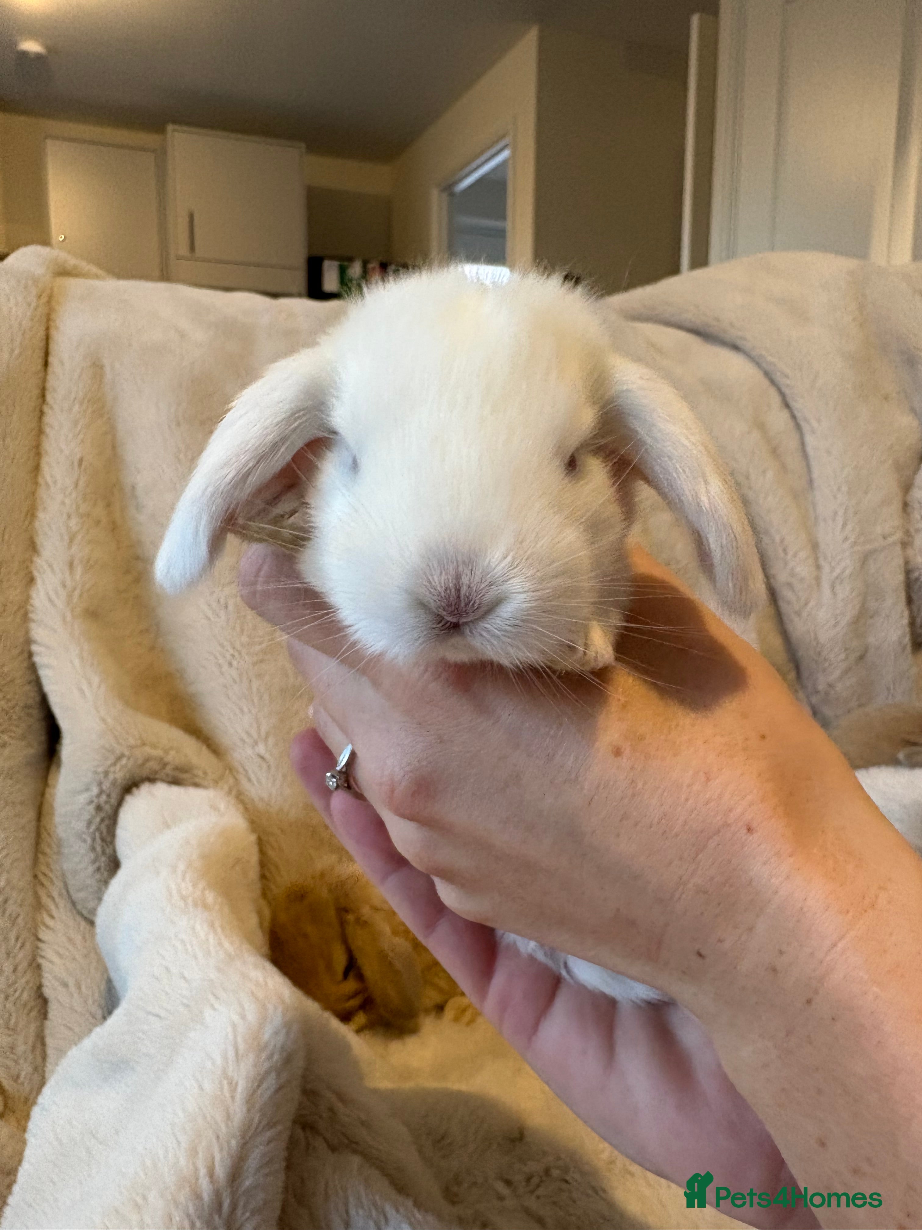 French Lop rabbits REW French Lop - Advert 3