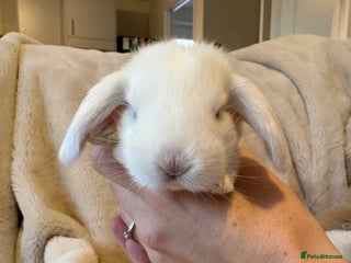 French Lop rabbits REW French Lop - Advert 8