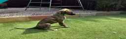 Lurcher dogs for sale: 9 lurcher pups in Skegness - Advert 12
