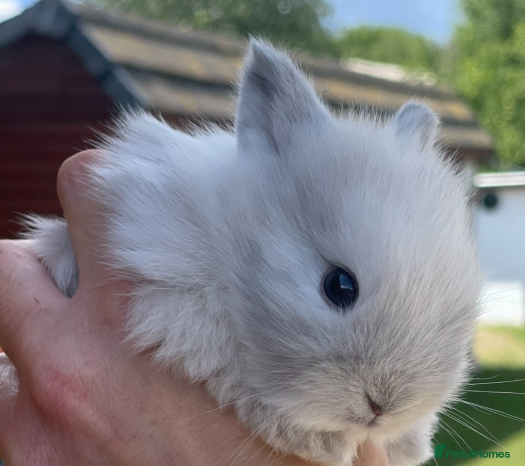 Lionhead rabbits for sale: Baby Lionhead bunnies ! Ready to be reserved ! - Image 6