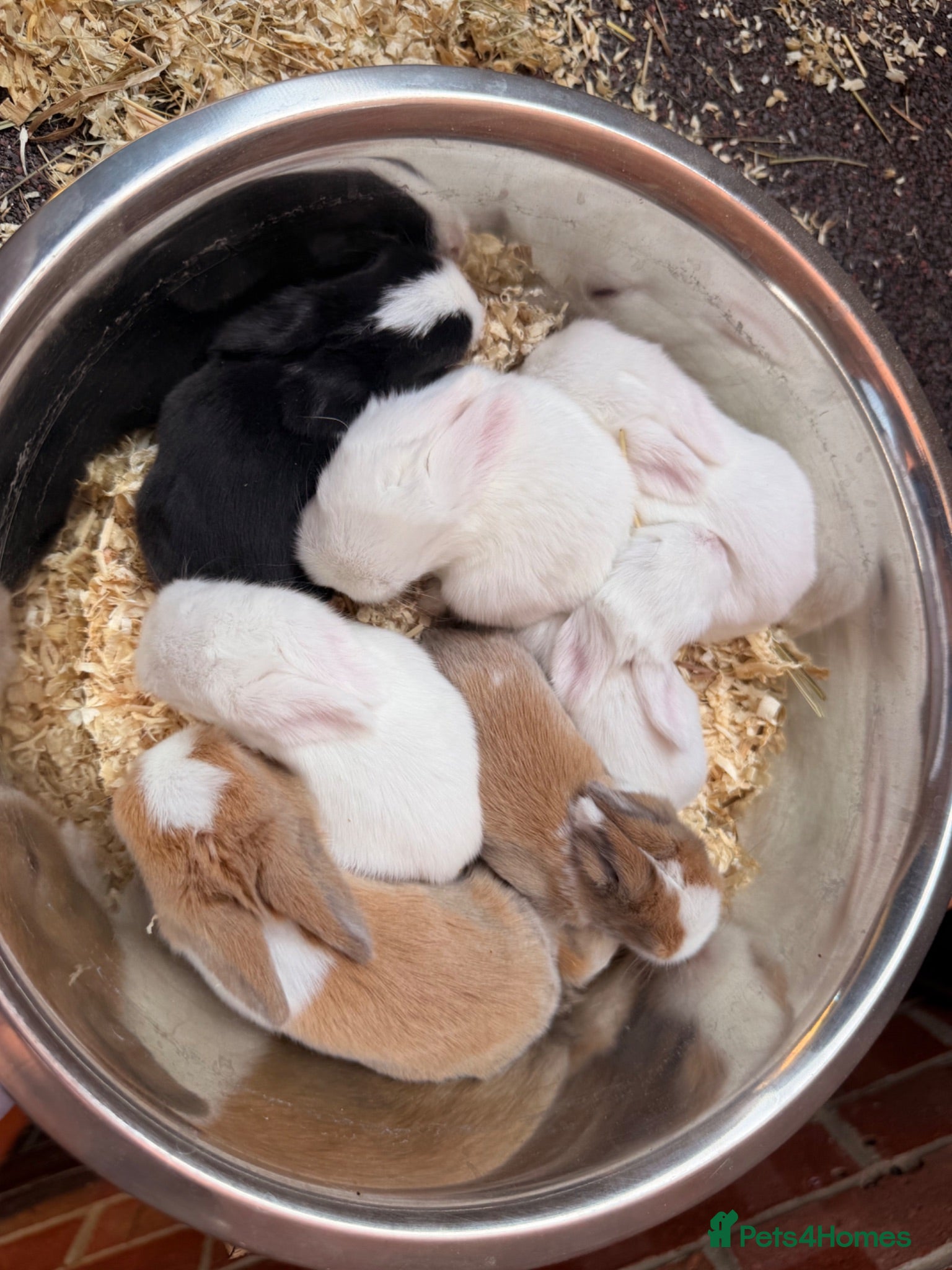 Mini Lop rabbits Mini lop bunnies for sale - Advert 1