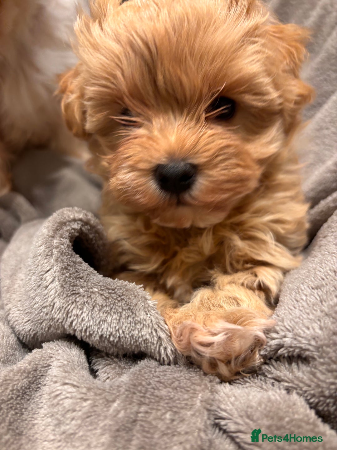 Maltipoo dogs for sale: TINY F1 Fully health tested Girls - Advert 10