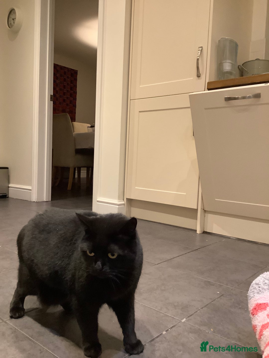 British Shorthair cats for sale: Jynx the pretty cat - Advert 3