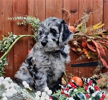 Goldendoodle dogs - Advert 4