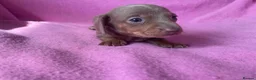 Miniature Dachshund dogs for sale: Quality Miniature Dachshund Puppies - Advert 17