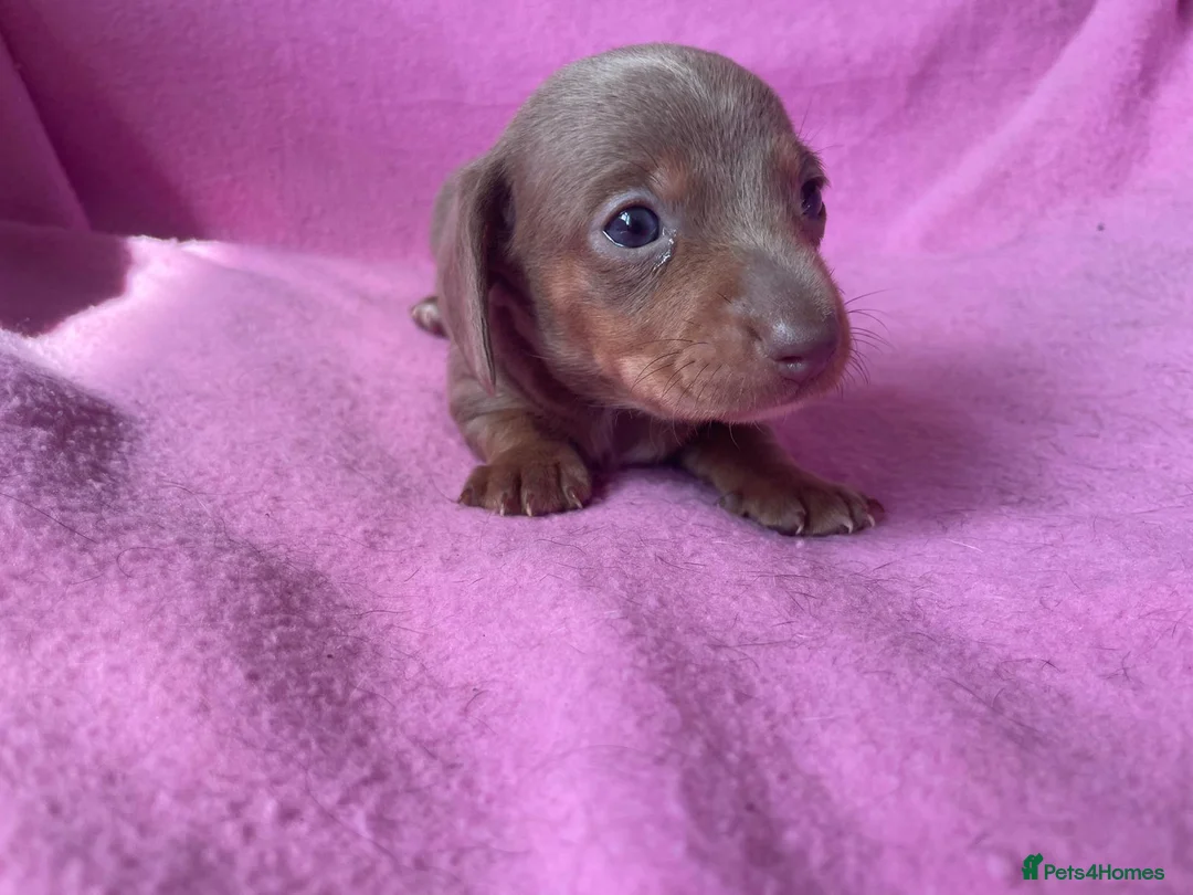 Miniature Dachshund dogs for sale: ⭐️READY NOW⭐️Quality Miniature Dachshund Puppies - Advert 28