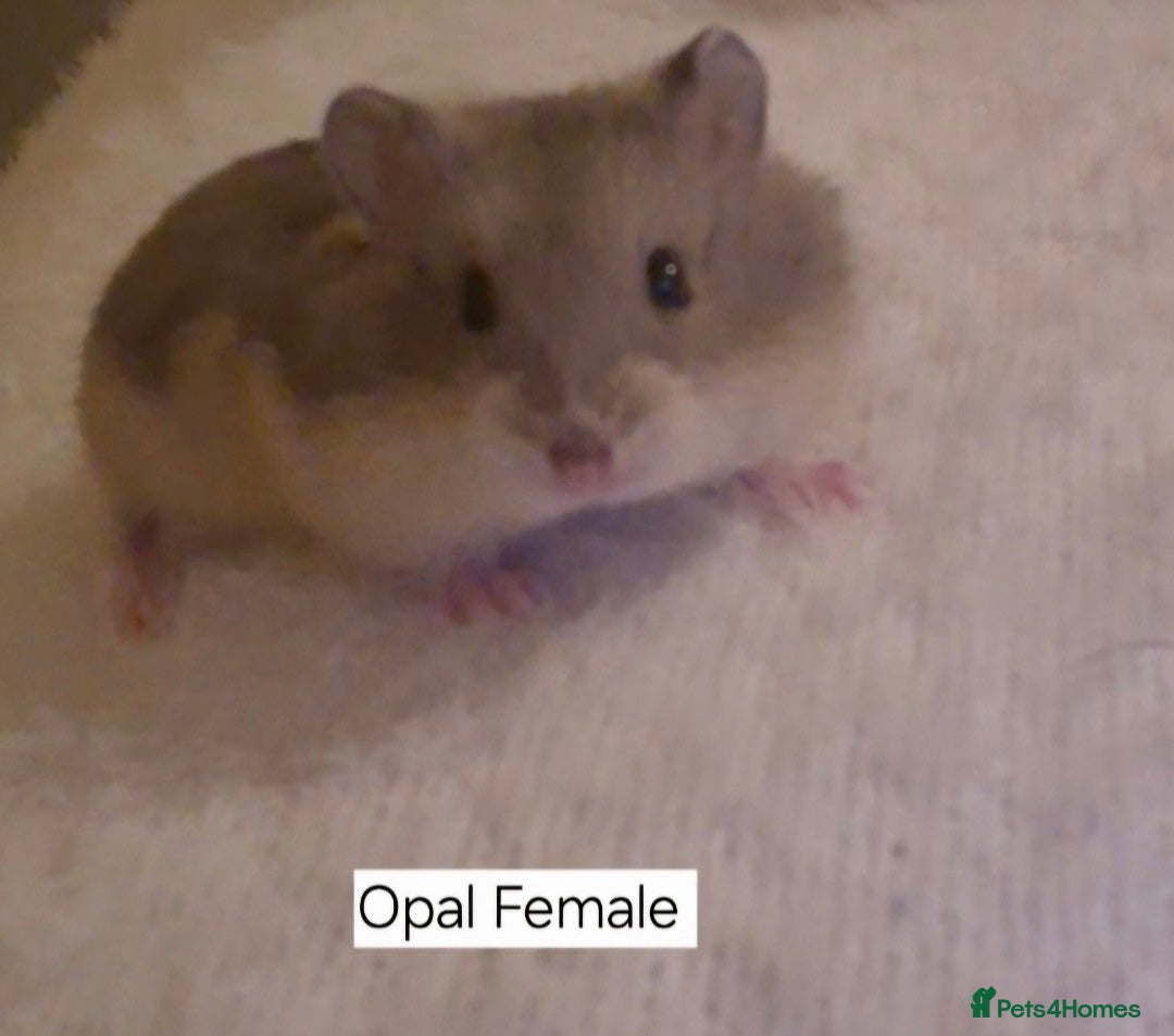 Hamster rodents for sale: Two pretty Pedigree campbell dwarf hamsters 👀🏡 - Advert 1