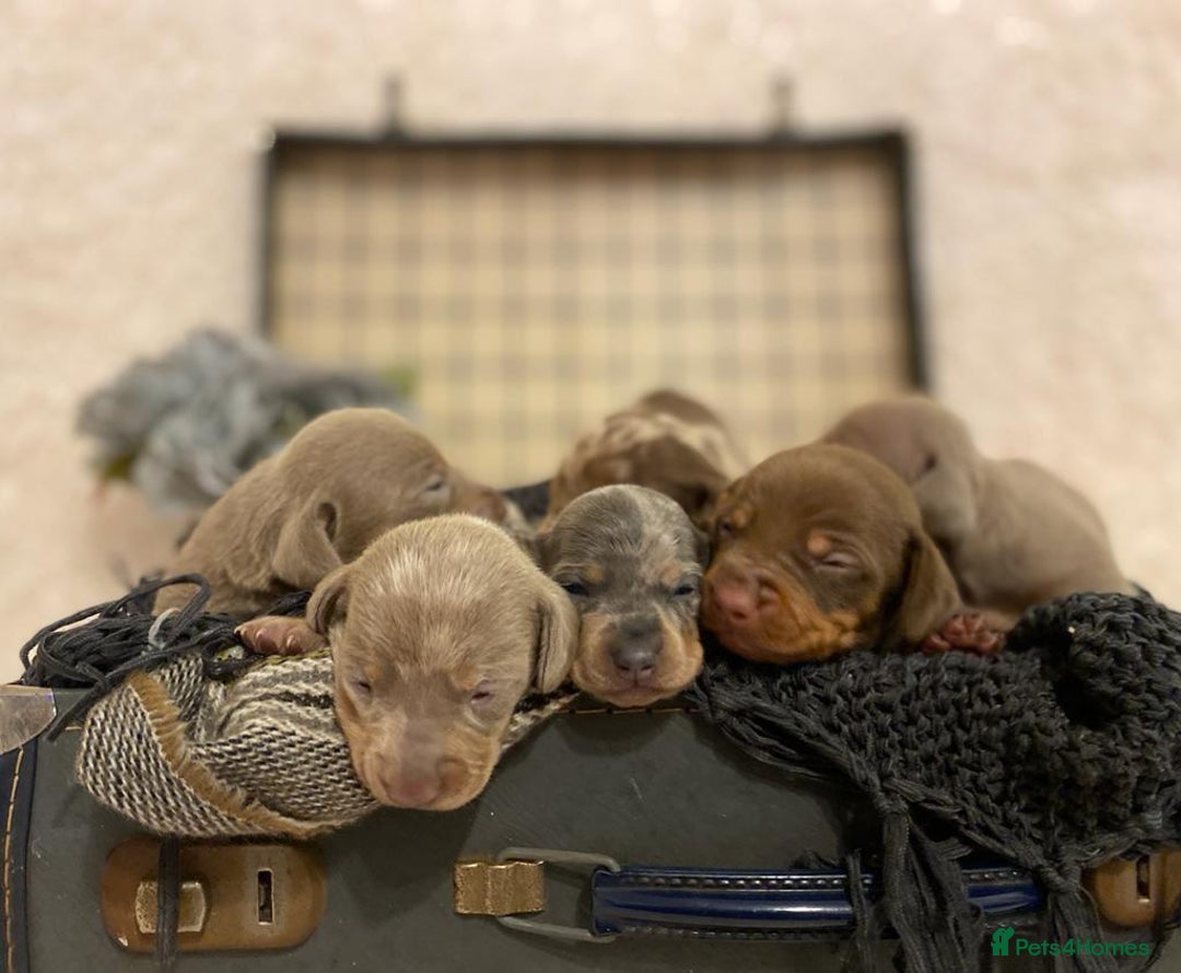 Miniature Dachshund dogs for stud: Stunning Silver Dapple and Tan stud - Image 7