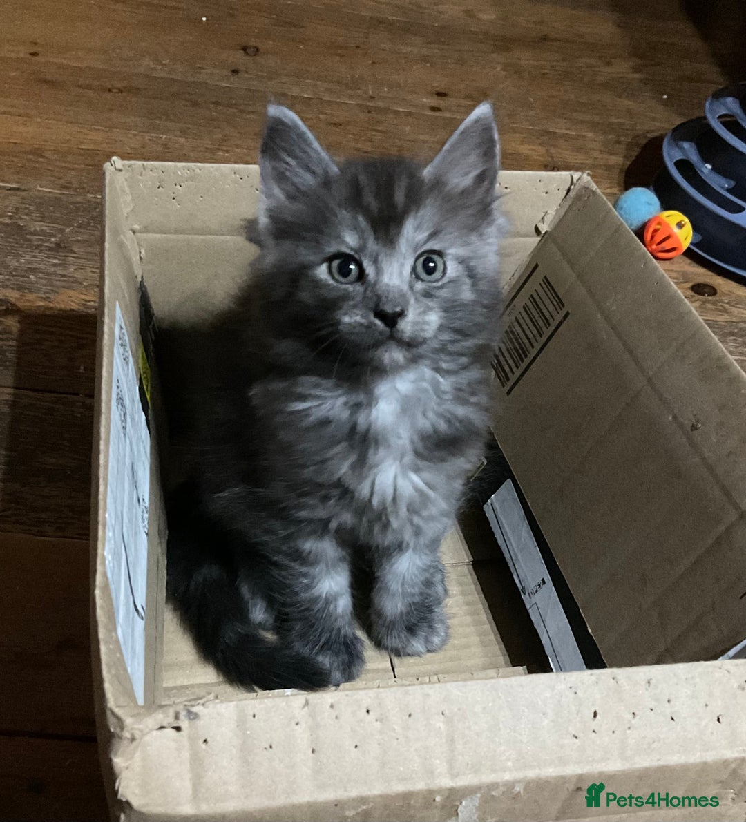 Ragdoll cats for sale: Lovely Kittens - Advert 7