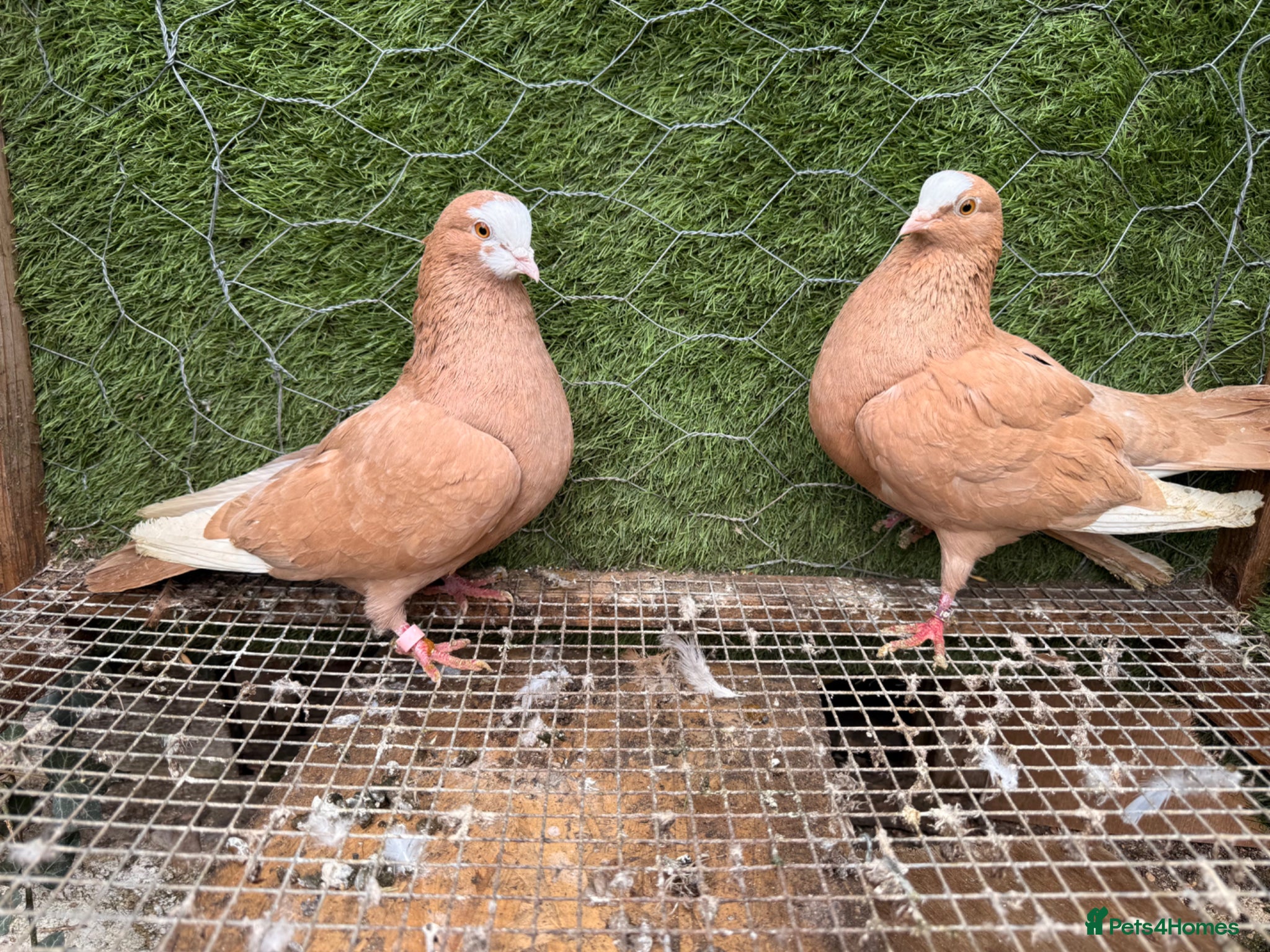 Pigeons birds Strong Breeding Pigeon Pairs – £70 Per Pair - Advert 2