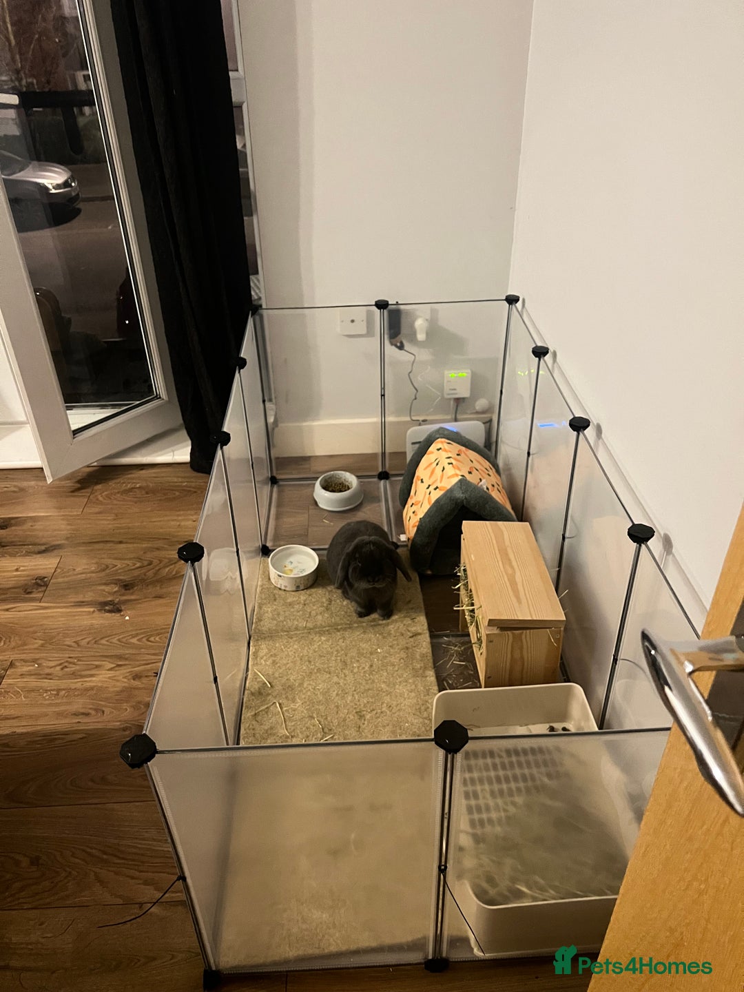 Mini Lop rabbits for sale: 🐰 Ernie the Bunny- looking for a loving new home  - Image 15