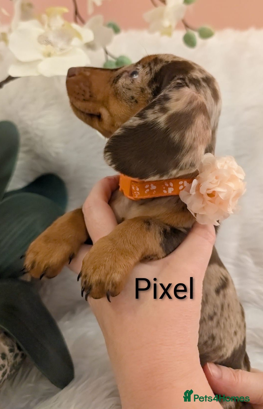 Miniature Dachshund dogs Miniature Dachshund Ready Now - Advert 11