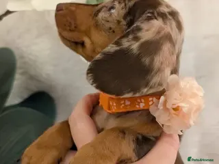 Miniature Dachshund dogs Miniature Dachshund Ready Now - Advert 11