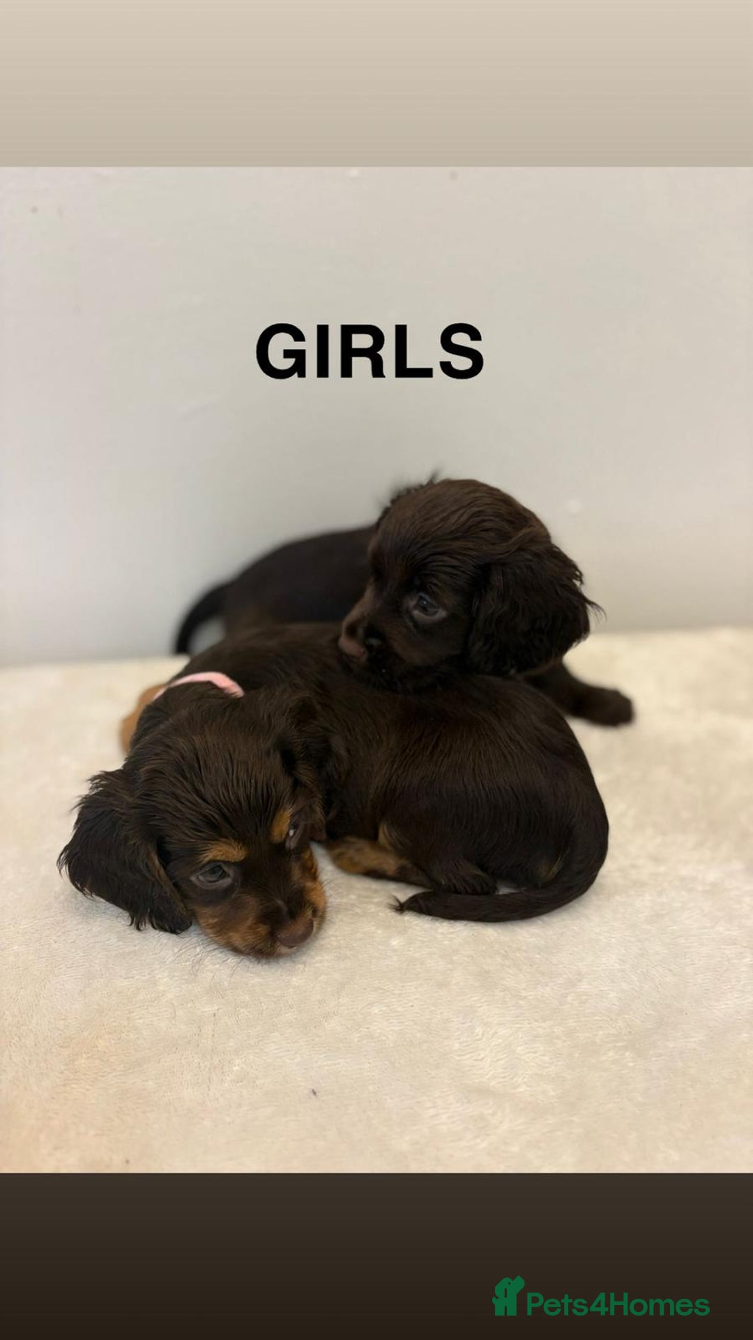 Cocker Spaniel dogs for sale: Gorgeous Full Cocker Spaniel Pups  - Image 28