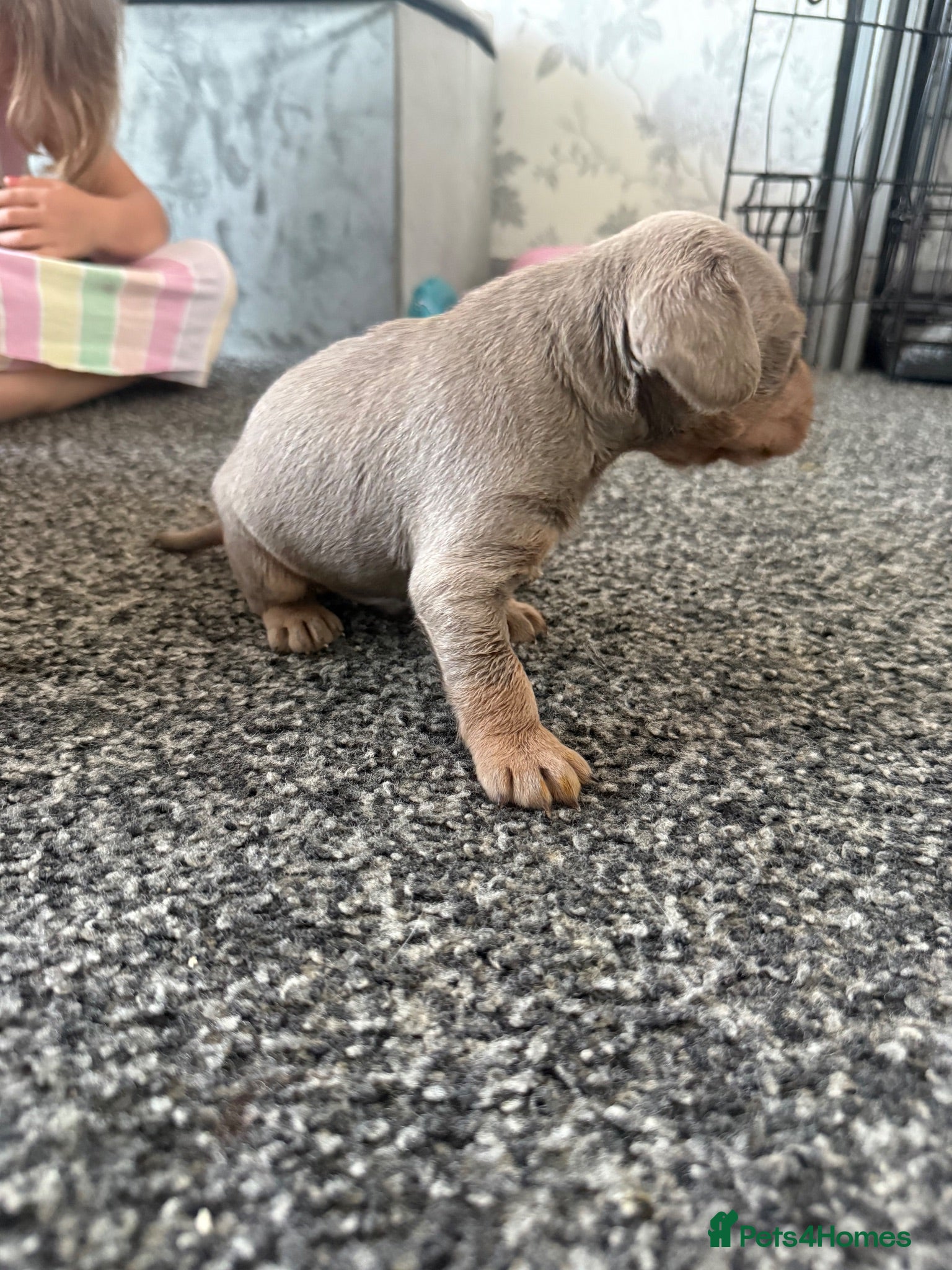 Mixed Breed dogs French bulldog cross dachsaund - Advert 17