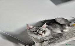 Maine Coon cats for sale: Maine coon male - Image 4