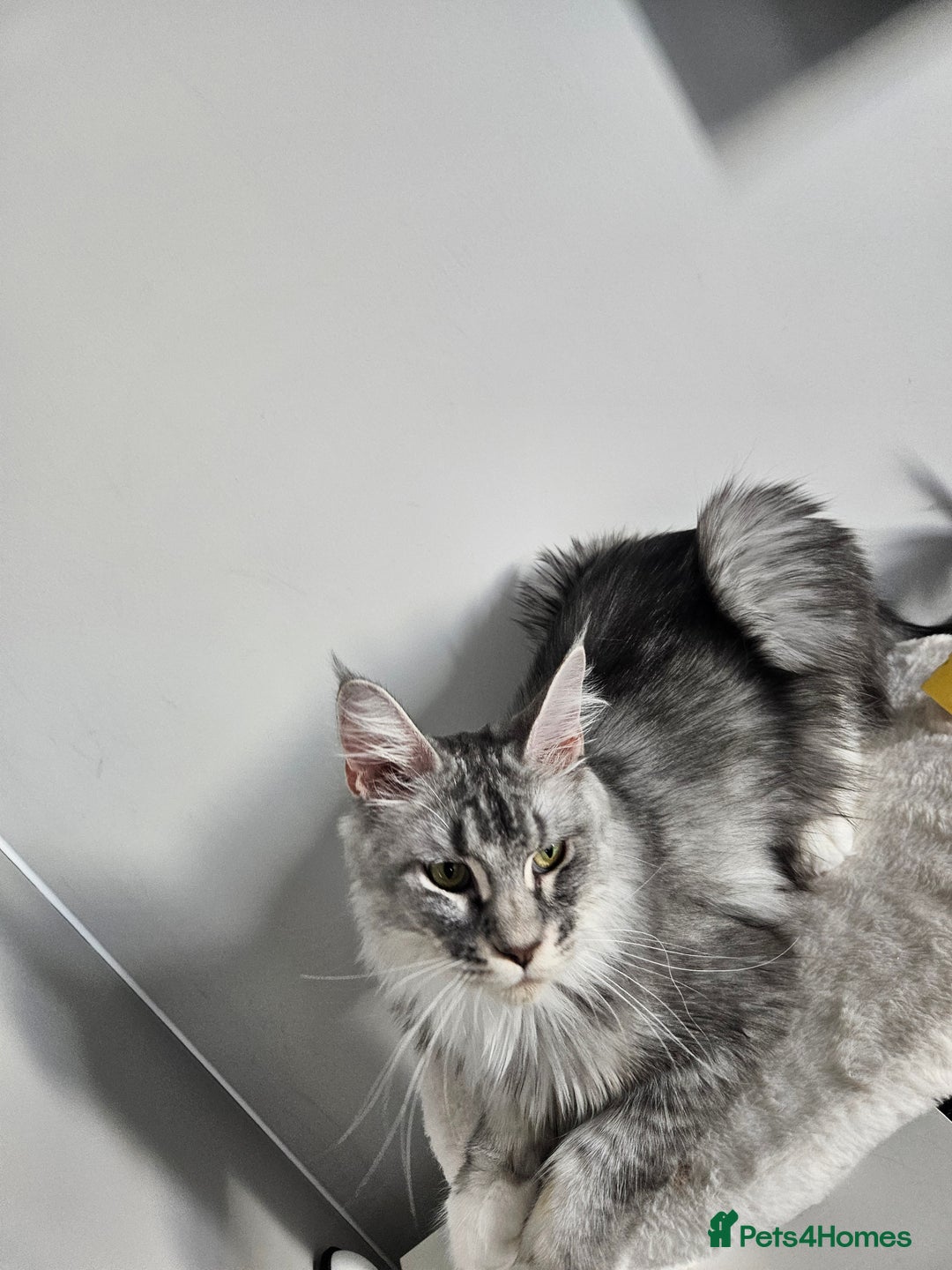 Maine Coon cats for sale: Maine coon male - Image 4