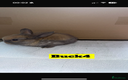Mini Lop rabbits for sale: Purebred mini lops - Image 4