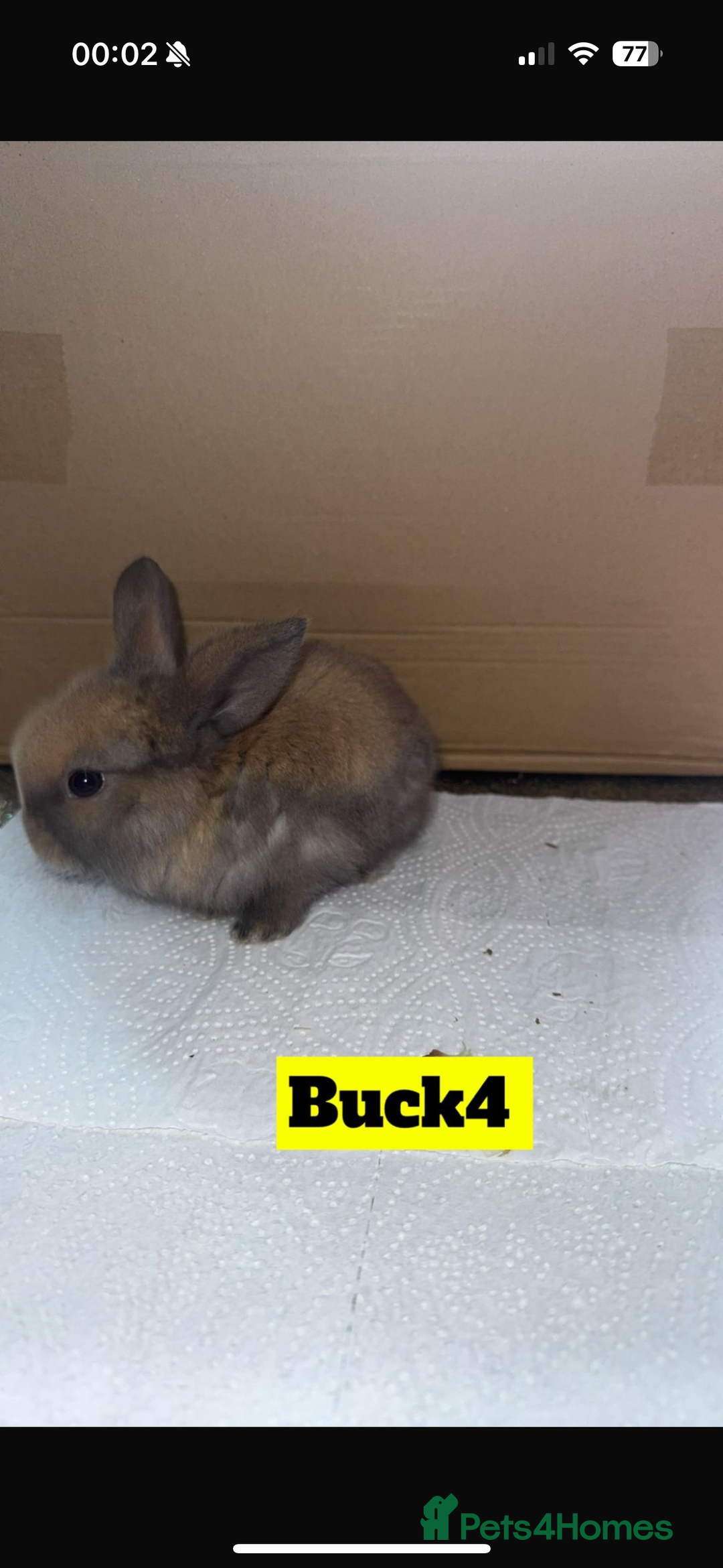 Mini Lop rabbits for sale: Purebred mini lops - Image 4