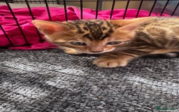 Bengal cats for sale: Bengal kittens Pure just born - Image 13