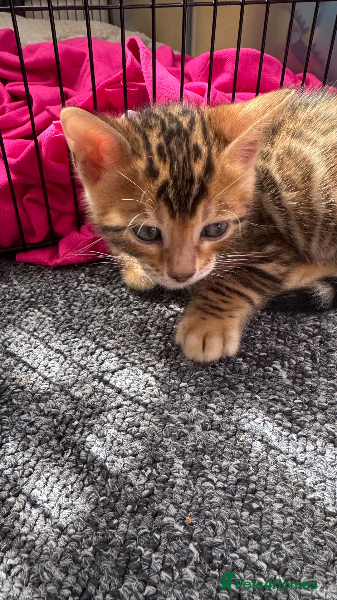 Bengal cats for sale: Bengal kittens Pure just born - Image 13